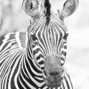 Zebra Monochrome Paint By Numbers