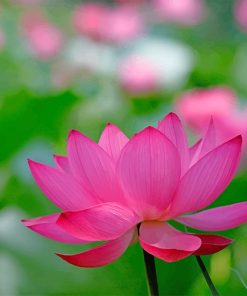 Lotus Flower Paint By Numbers