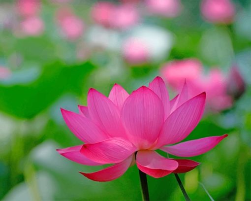 Lotus Flower Paint By Numbers