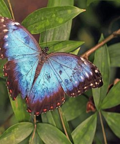 Blue Butterfly Paint By Numbers