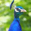 Peacock Bird Paint By Numbers