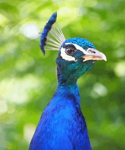 Peacock Bird Paint By Numbers