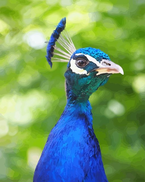 Peacock Bird Paint By Numbers