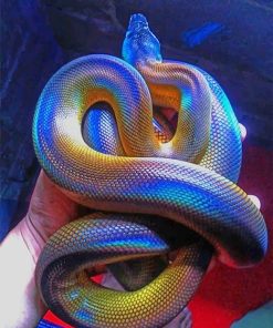 Albertis Python Paint By Numbers