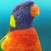 Colorful Parrot Paint By Numbers