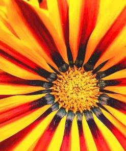 Yellow Gazania Paint By Numbers