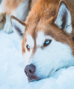 Brown Husky Paint By Numbers