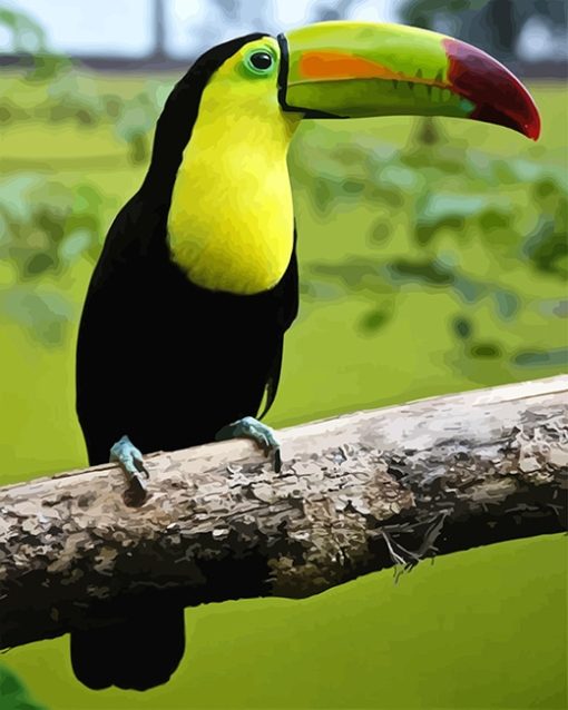 Loro Toucan Paint By Numbers