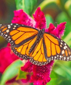 Monarch Butterfly Paint By Numbers