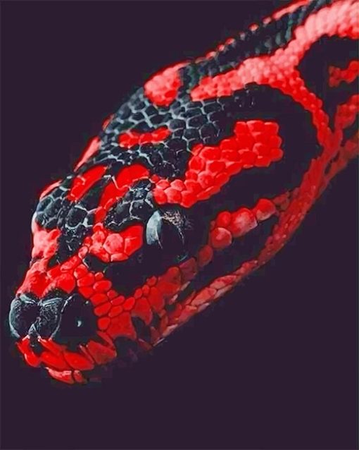 Red Python Paint By Numbers