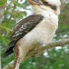 Kookaburra Paint By Numbers