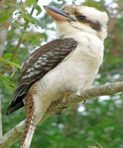 Kookaburra Paint By Numbers