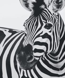 Zebra Monochrome Paint By Numbers