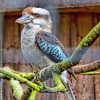 Winged Kookaburra Paint By Numbers