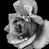 Monochrome Rose Paint By Numbers