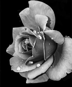 Monochrome Rose Paint By Numbers