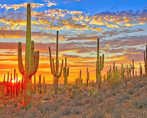 Cactus Arizona Paint By Numbers