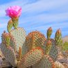 Cactus Flower Paint By Numbers