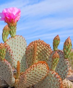 Cactus Flower Paint By Numbers