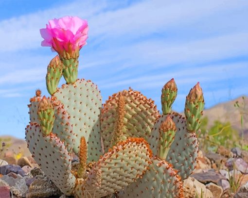 Cactus Flower Paint By Numbers