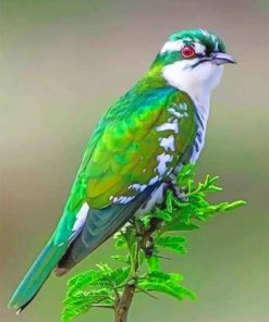 Diederik Cuckoo Paint By Numbers