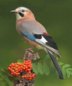 Eurasian Jay Paint By Numbers