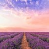 Lavender Field Paint By Numbers