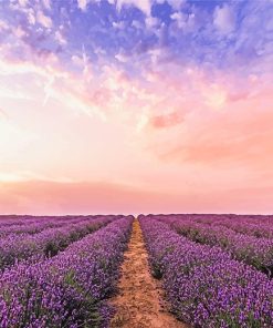 Lavender Field Paint By Numbers