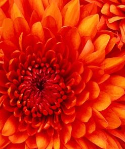 Orange Flower Paint By Numbers