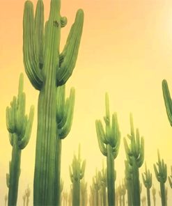 Sunny Day Cactus Paint By Numbers