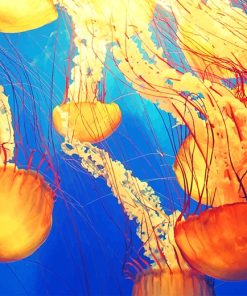 Jellyfish Underwater Paint By Numbers