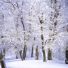 Trees Covered Snow Paint By Numbers