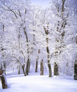 Trees Covered Snow Paint By Numbers