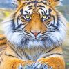 Tiger Eyes Paint By Numbers