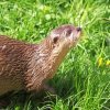 Brown Otter Paint By Numbers