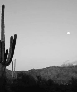 Cactus Moon Paint By Numbers