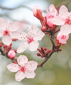 Cherry Blossom Paint By Numbers