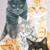 Adorable Cats Paint By Numbers