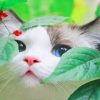 Cute Kitty Paint By Numbers