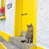 kitty Yellow Door Paint By Numbers