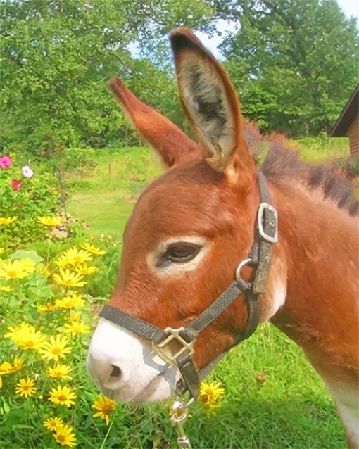 Donkey In Flowers Field Paint By Numbers