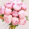 Bouquet Pink Peony Paint By Numbers