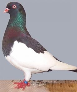 German Magpie Pigeon Paint By Numbers