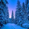 Trees With Snow Paint By Numbers