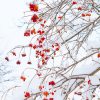 Red Flowers Snow Paint By Numbers