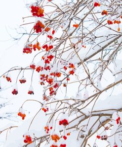 Red Flowers Snow Paint By Numbers