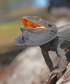 Scary Bearded Dragon Paint By Numbers