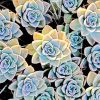 Succulents Paint By Numbers