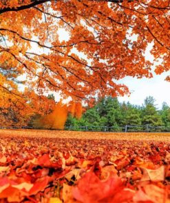 Fall Leaves Forest Paint By Numbers