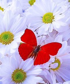 Red Butterfly Paint By Numbers